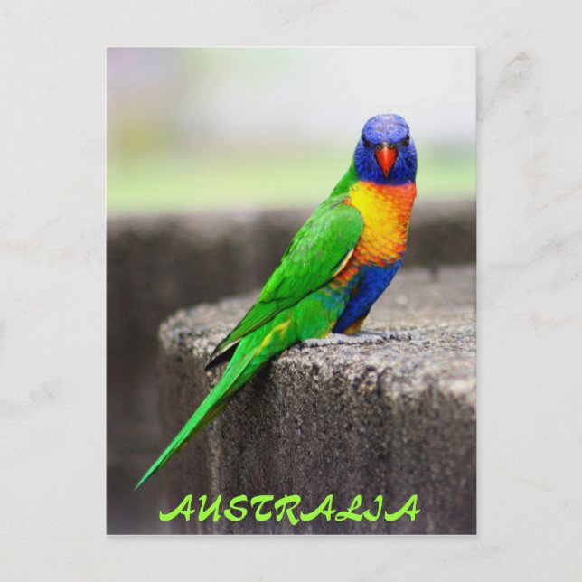 Rainbow Lorikeet, AUSTRALIA Postcard (Front)