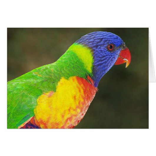 Rainbow Lorikeet Cards (Front Horizontal)