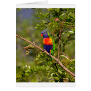 Rainbow lorikeet cards