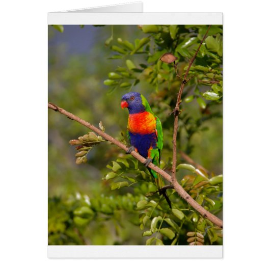 Rainbow lorikeet cards (Front)