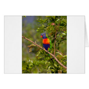 Rainbow lorikeet cards