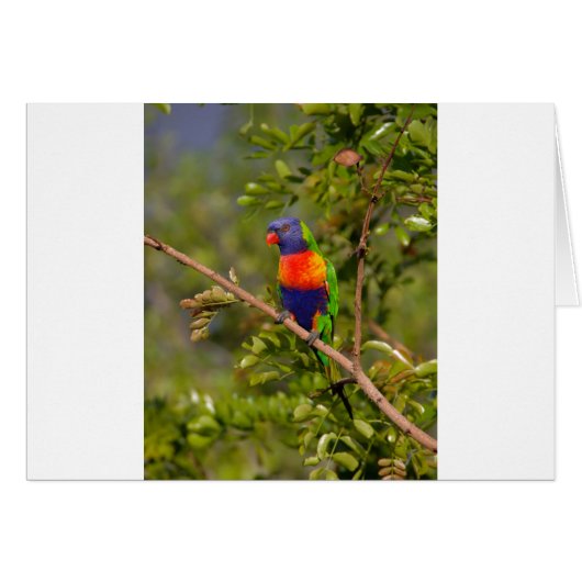 Rainbow lorikeet cards (Front Horizontal)
