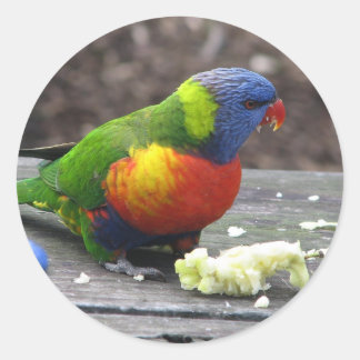 Rainbow Lorikeet Classic Round Sticker
