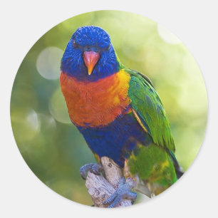 Rainbow Lorikeet Classic Round Sticker