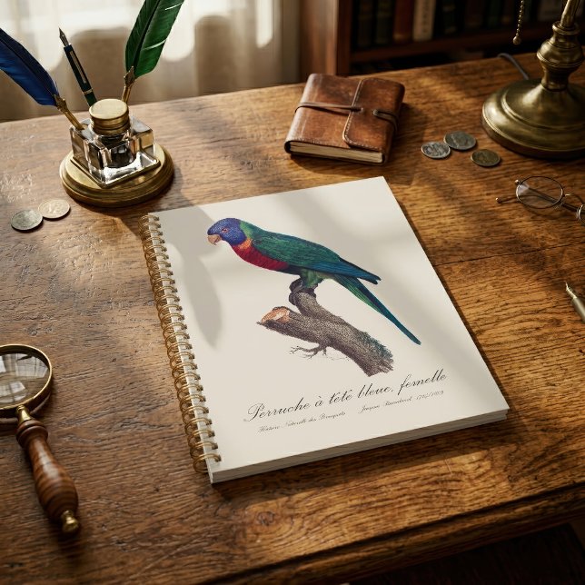 Rainbow lorikeet female, Trichoglossus moluccanus Planner (Perruche a tete bleue, femelle / Rainbow lorikeet, female. Planner)