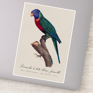 Rainbow lorikeet female, Trichoglossus moluccanus Sticker