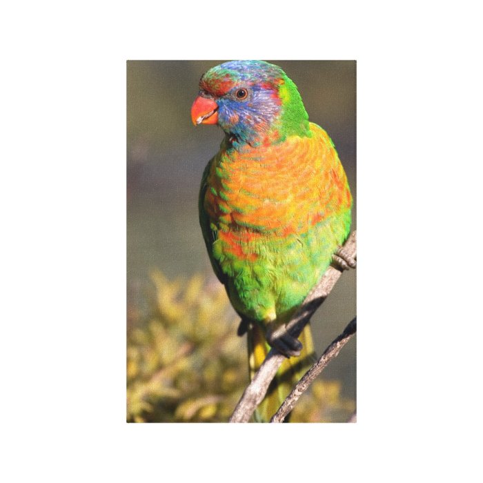 Rainbow Lorikeet Gallery Wrap Canvas