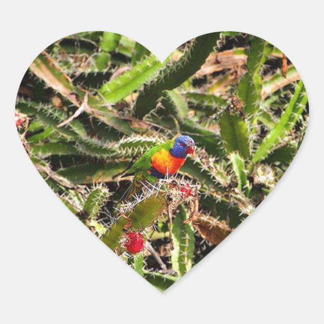Rainbow Lorikeet in cactus heart sticker (Front)