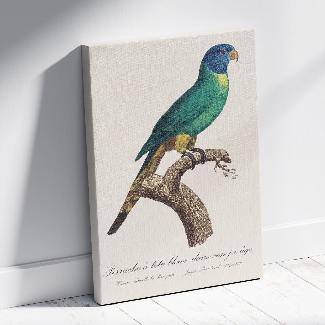 Rainbow lorikeet juvenile Trichoglossus moluccanus Canvas Print (Perruche a tete bleue / Rainbow lorikeet, juvenile. Canvas Print)