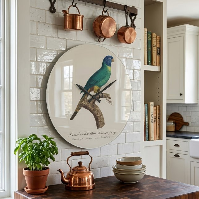 Rainbow lorikeet juvenile Trichoglossus moluccanus Large Clock (Perruche a tete bleue / Rainbow lorikeet, juvenile. Large Clock)