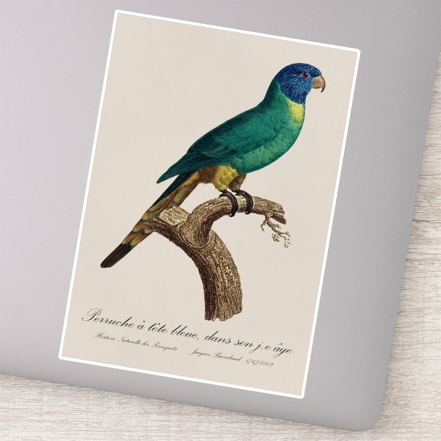 Rainbow lorikeet juvenile Trichoglossus moluccanus Sticker (Perruche a tete bleue / Rainbow lorikeet, juvenile. Sticker)