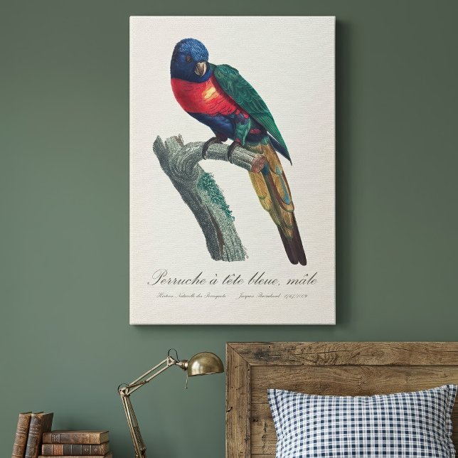 Rainbow Lorikeet Male, Trichoglossus Moluccanus Canvas Print (Rainbow Lorikeet Male, Trichoglossus Moluccanus. Canvas Print)
