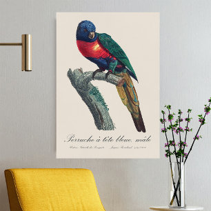Rainbow Lorikeet Male, Trichoglossus Moluccanus Poster