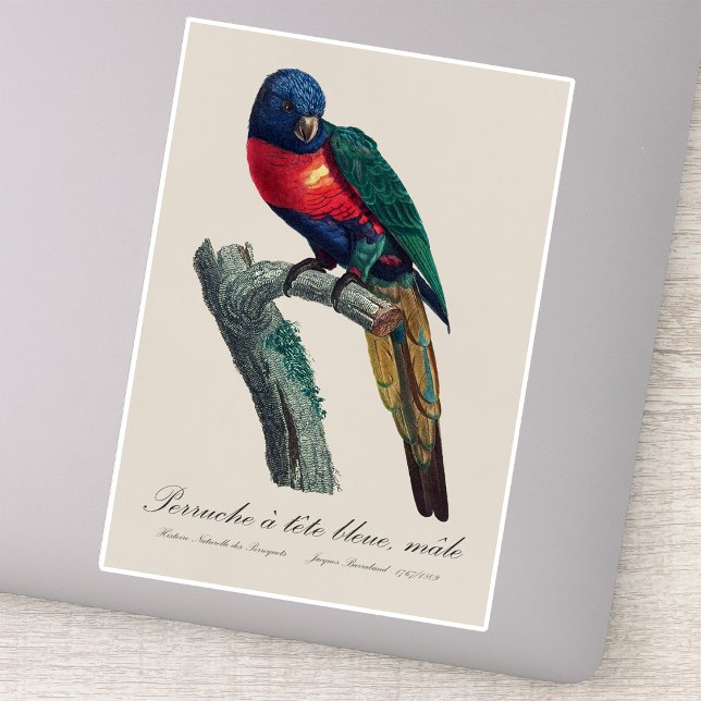 Rainbow Lorikeet Male, Trichoglossus Moluccanus Sticker (Rainbow Lorikeet Male, Trichoglossus Moluccanus. Sticker)