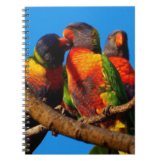 Rainbow Lorikeet notebook