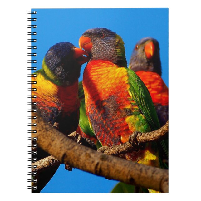 Rainbow Lorikeet notebook (Front)