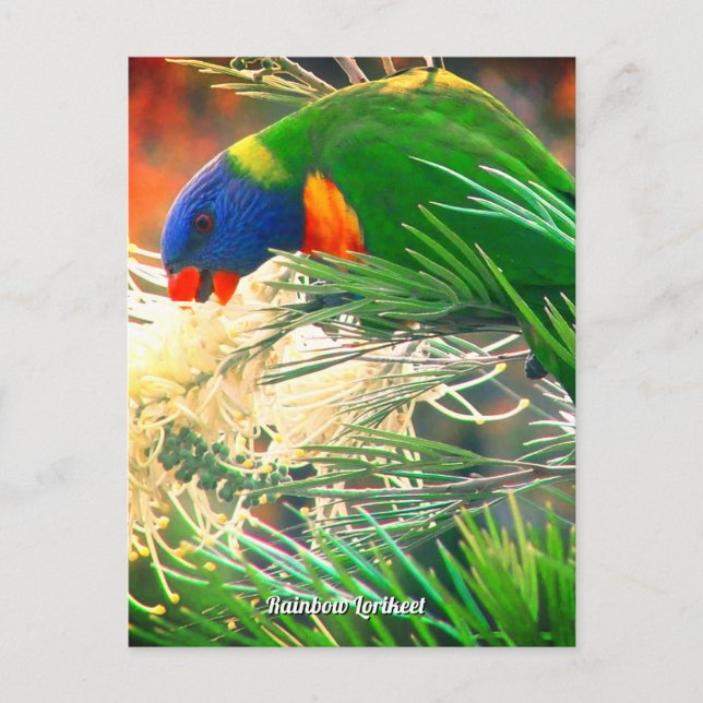 Rainbow Lorikeet Photo Postcard (Front)