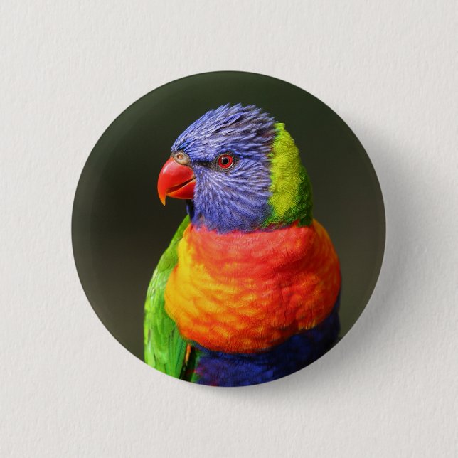 Rainbow Lorikeet Pinback Button (Front)