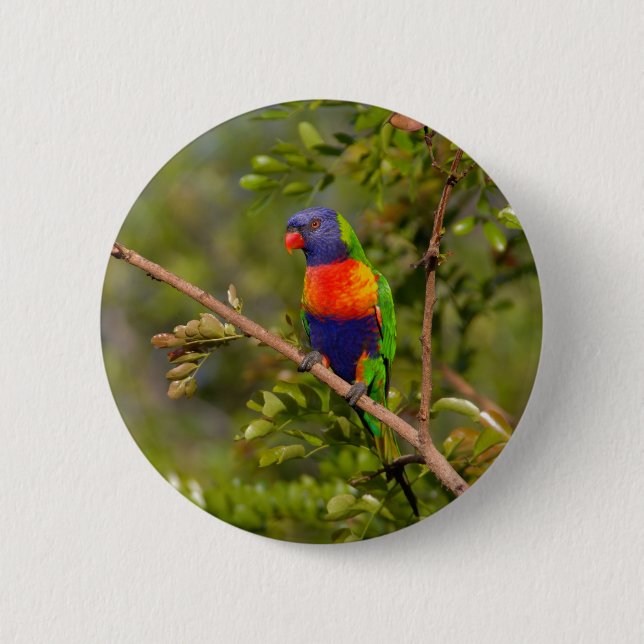 Rainbow lorikeet pinback button (Front)