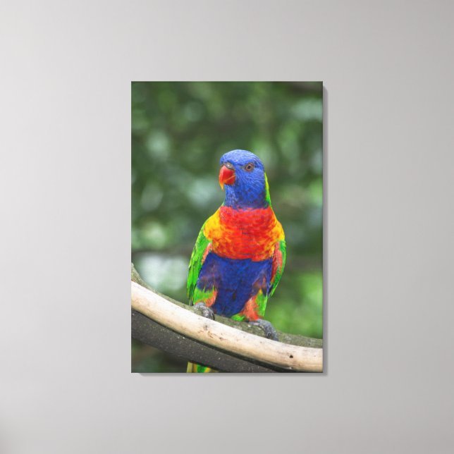 Rainbow Lorikeet Portrait Canvas Print (Front)