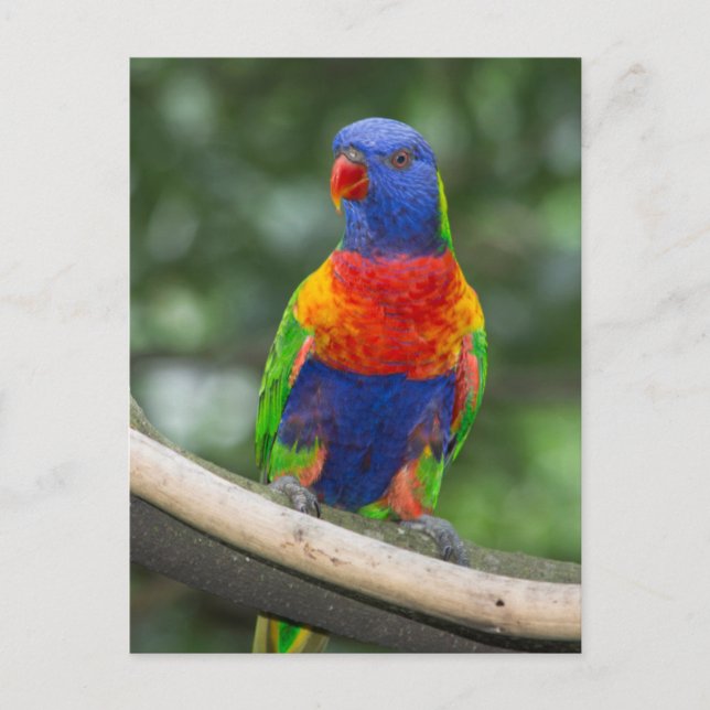 Rainbow Lorikeet Portrait Postcard (Front)