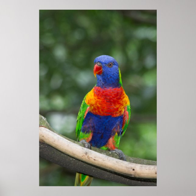Rainbow Lorikeet Portrait Poster (Front)