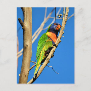 Rainbow Lorikeet Postcard