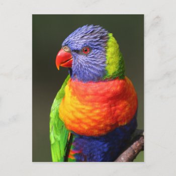 Rainbow Lorikeet Postcard by BirdsGallery at Zazzle