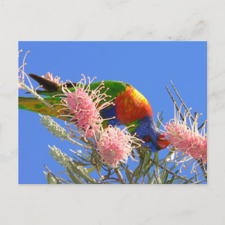 Rainbow Lorikeet Postcard