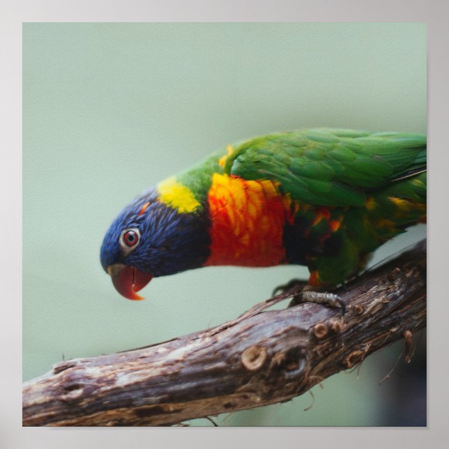 Rainbow Lorikeet Poster (Front)