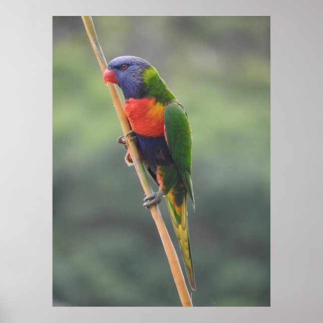 Rainbow Lorikeet  Poster (Front)