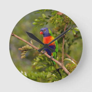 Rainbow lorikeet round clock