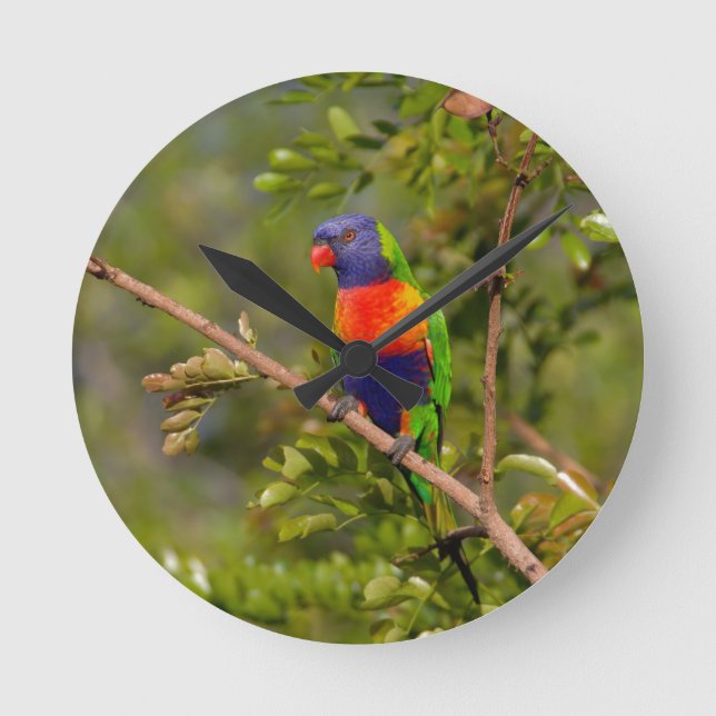 Rainbow lorikeet round clock (Front)