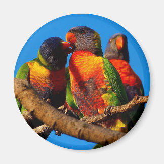 Rainbow Lorikeet round magnet