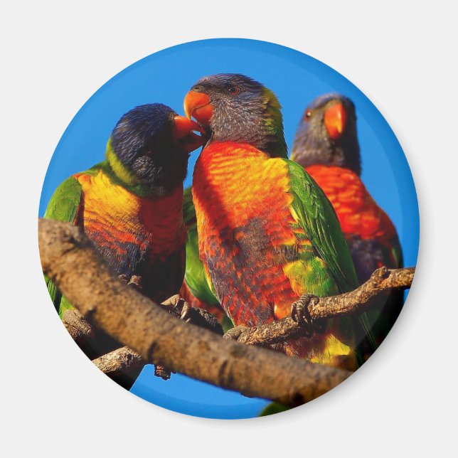 Rainbow Lorikeet round magnet (Front)