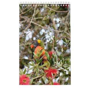 RAINBOW LORIKEET RURAL QUEENSLAND AUSTRALIA CALENDAR