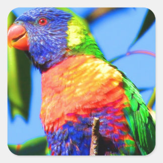 rainbow lorikeet square sticker