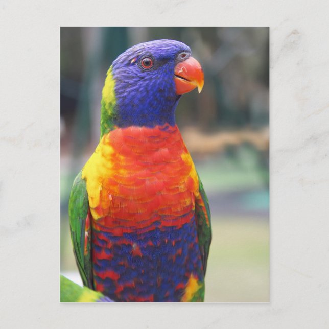 Rainbow Lorikeet (Trichoglossus haematodus 2 Postcard (Front)