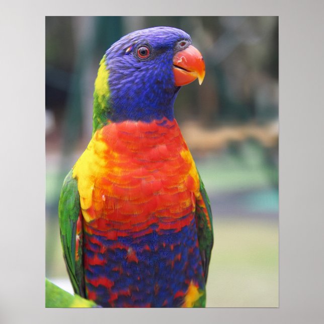 Rainbow Lorikeet (Trichoglossus haematodus 2 Poster (Front)