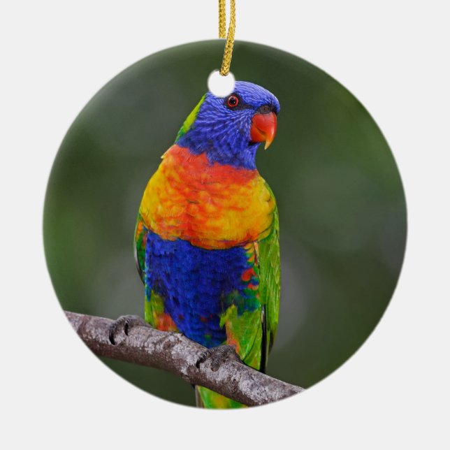 Rainbow Lorikeet Trichoglossus Haematodus Parrot Ceramic Ornament (Front)