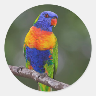 Rainbow Lorikeet Trichoglossus Haematodus Parrot Classic Round Sticker