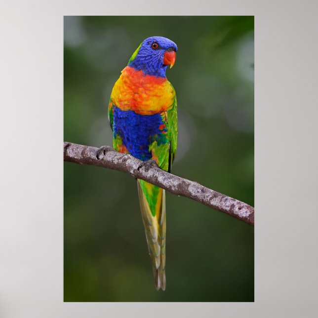 Rainbow Lorikeet Trichoglossus Haematodus Parrot Poster (Front)