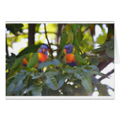 Rainbow Lorikeets (Front Horizontal)