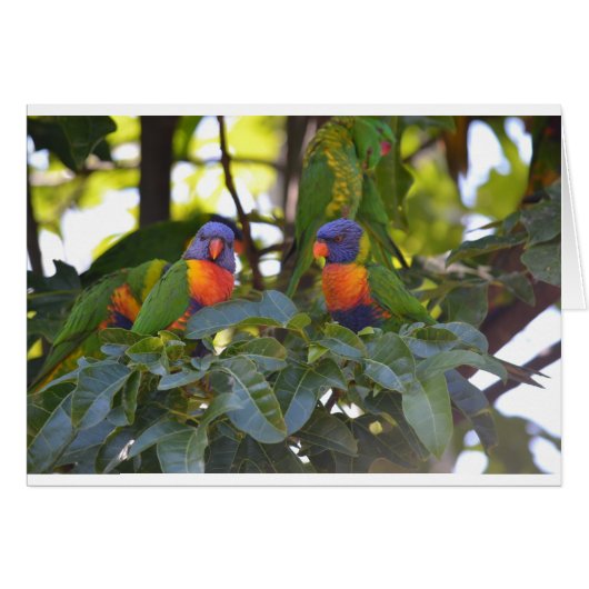Rainbow Lorikeets Cards (Front Horizontal)