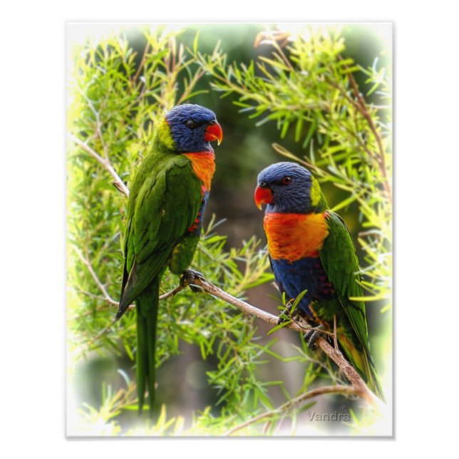 Rainbow Lorikeets Photo Print (Front)