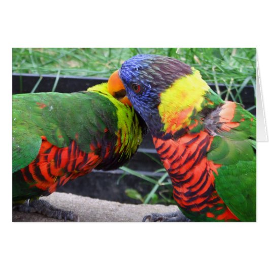 Rainbow Lorikeets Preening Card (Front Horizontal)