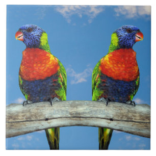 Rainbow lorikeets two perched on a branch ceramic tile
