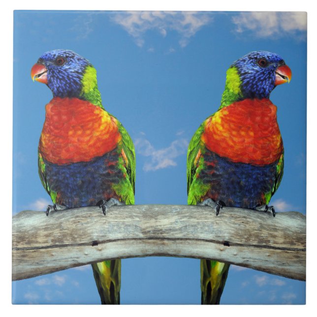 Rainbow lorikeets two perched on a branch ceramic tile (Front)