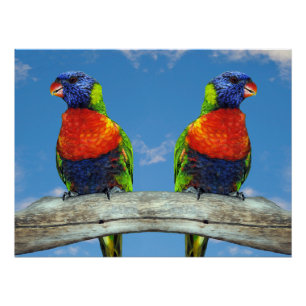 Rainbow lorikeets two perched on a branch poster