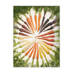 Rainbow Multicolored Carrots postcard